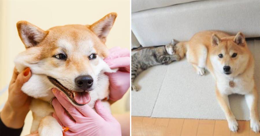 Bạn có hào hứng sau khi đọc xong 6 ưu điểm của Shiba Inu không? Cư dân mạng: Đây là "con chó trong mơ của tôi", tôi muốn mang nó về nhà!