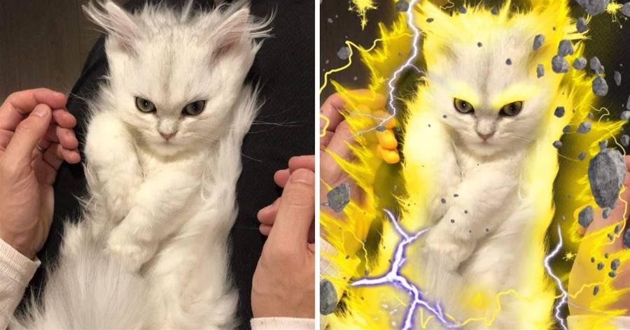 Bề ngoài "Mèo Super Saiyan" mạnh nhất có bộ lông quá bông, cư dân mạng phát điên và tạo ra "ánh sáng vàng khắp nơi", khá rắc rối: Con mèo này không dễ gây rối!