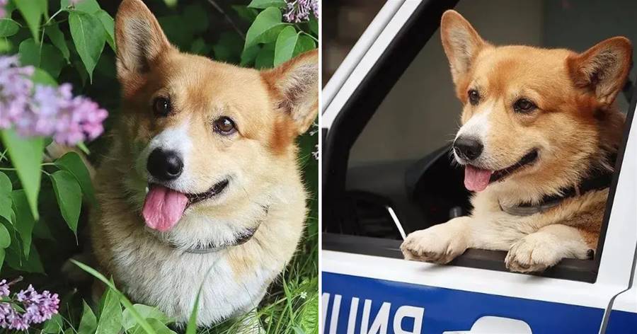 Cảm hứng! Chú chó cảnh sát corgi đầu tiên trong lịch sử đã vinh dự được nghỉ hưu và quá trình huấn luyện của nó được phơi bày, thật dễ thương!