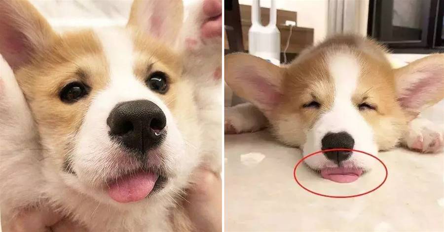 Chiếc lưỡi dài của Corgi luôn hướng ra ngoài, có chút dễ thương, được cho là có khả năng tản nhiệt khoa học.