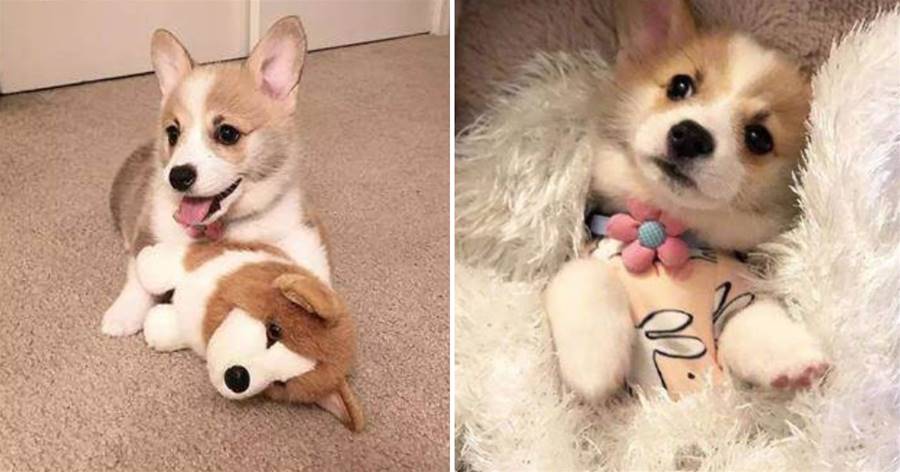 Chú chó Corgi ba tháng tuổi không thể sống thiếu đồ chơi nhồi bông mỗi ngày và trái tim của chú bé thật dễ thương...