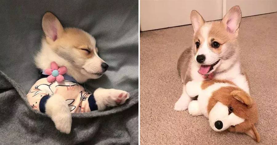 Chú chó corgi nhỏ 3 tháng tuổi thích tất cả các loại đồ chơi sang trọng, và nó gần như dễ thương!