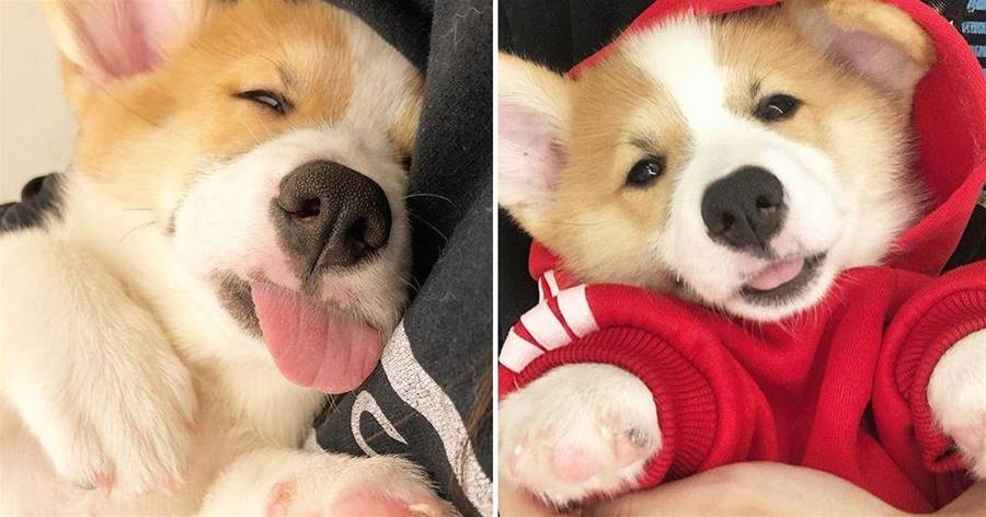 Chú chó corgi nhỏ này lúc nào cũng "hơi", lưỡi dễ thương đến mức hơi hôi...