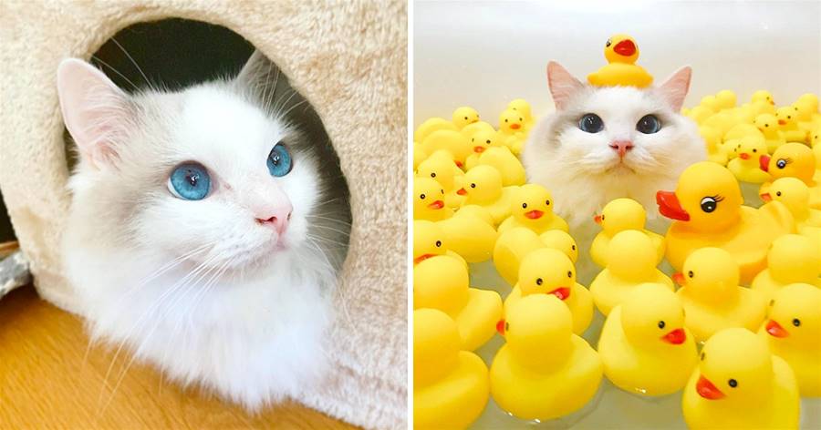 Con mèo của người khác! Con rối thần tiên thích 