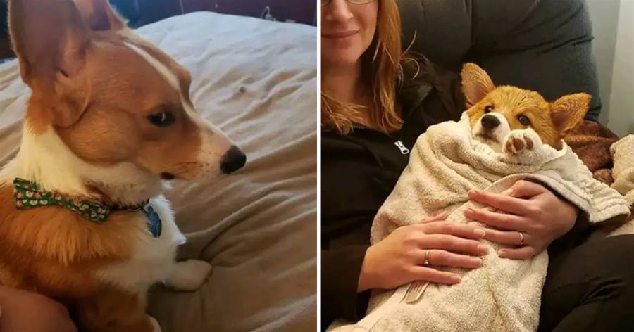 Corgi chân ngắn và vui tươi, mỗi lúc không vui đều có biểu cảm vô cùng dễ thương trên khuôn mặt không vui.