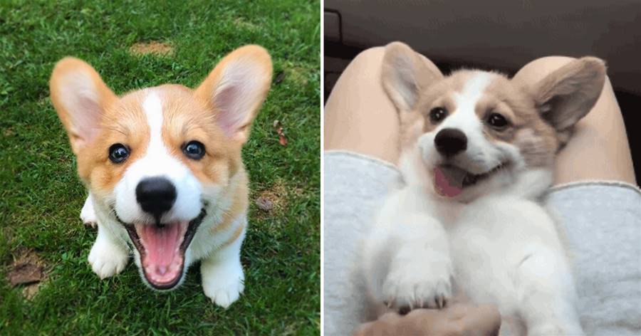 "Corgi" thể hiện tình yêu, bạn đã trải nghiệm những "cách thức coquettish" này chưa?