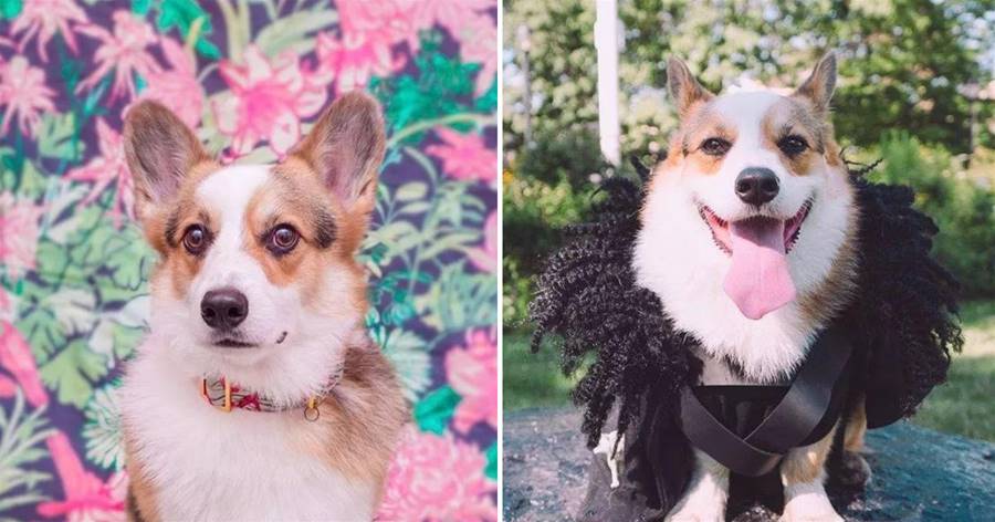 Đây là lần đầu tiên tôi nhìn thấy một Mary Sue Corgi như vậy, Sue đúng là như vậy! Cảm giác như déjà vu sau khi xem bộ phim bom tấn cuối cùng!