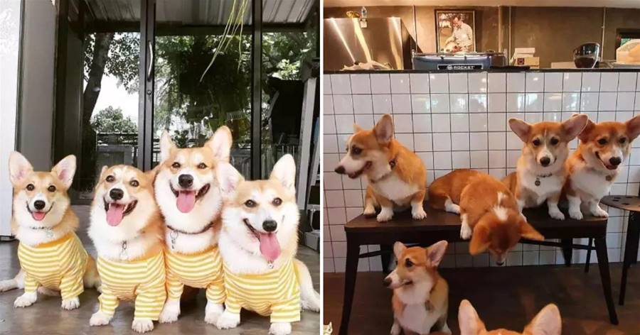 Hãy đến quán cà phê corgi dễ thương! Những fan chân ngắn sẽ phải choáng váng trước sự dễ thương này!