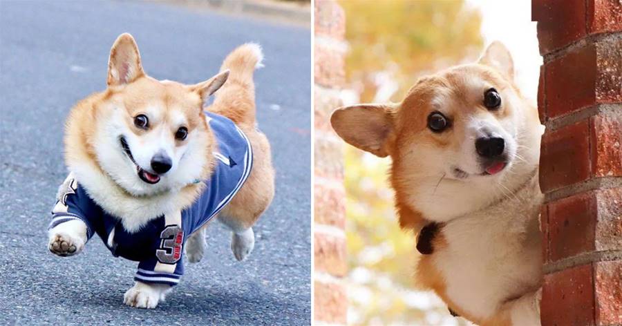 Một chú chó Corgi với phong cách vẽ độc đáo: nó chỉ đơn giản là một biểu tượng cảm xúc biết đi, "Bạn ơi, bạn có thấy Fei Ke không?"