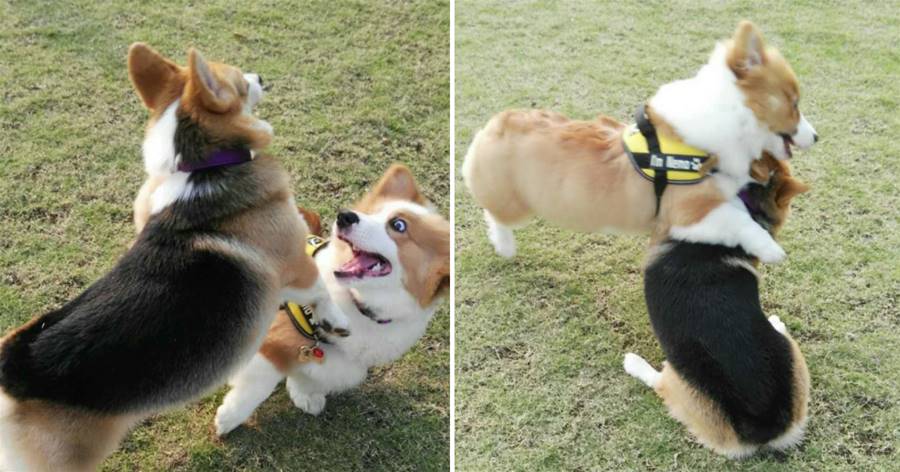 Những chú chó Corgi chân ngắn rất dễ thương ngay cả khi chúng đánh nhau, nhưng bạn thực sự có thể đánh nhau khi nhắm mắt!