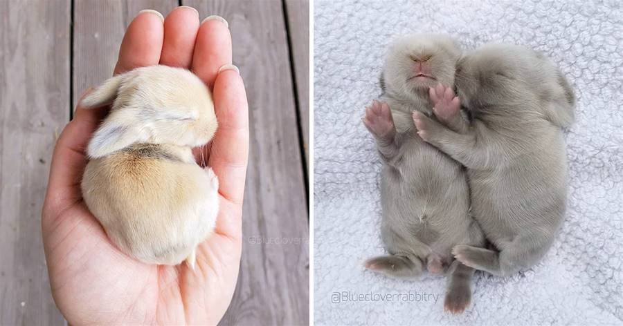Những người yêu chó và mèo cũng có thể thay đổi suy nghĩ của mình! 23 bức ảnh em bé 2 tai 