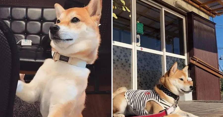 Shiba Inu 1 tuổi rưỡi biến thành kẻ gây rối và ngày nào cũng "đấu tranh" với chủ, điều này thực sự khó chịu.