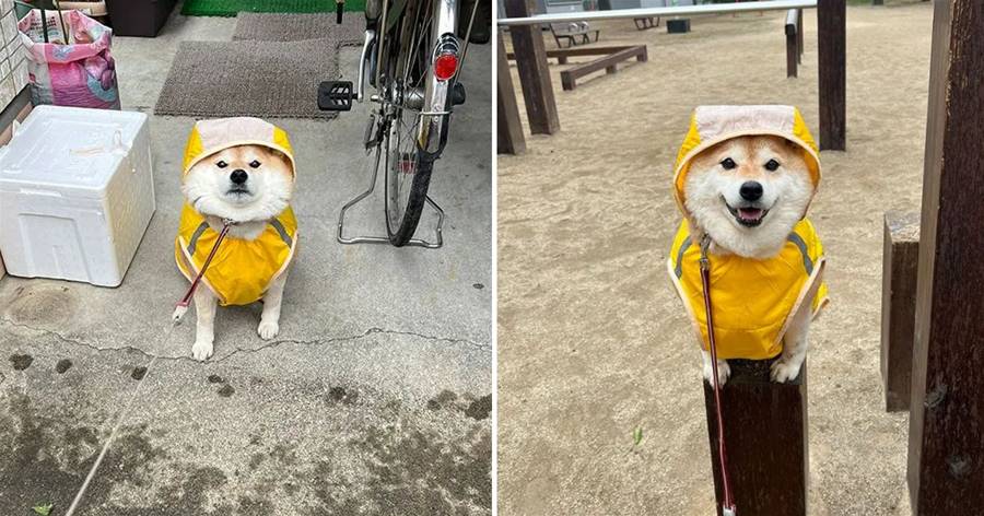 Shiba Inu có thể miễn cưỡng đến mức nào khi đi ra ngoài vào một ngày mưa! Sợ chân ướt rồi, củi này hình như có thói quen sạch sẽ!