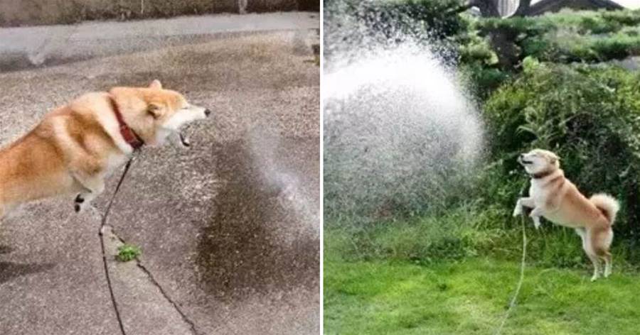 Shiba Inu gầm gừ, hóa ra vừa nhìn thấy nước... Ta là củi bay~