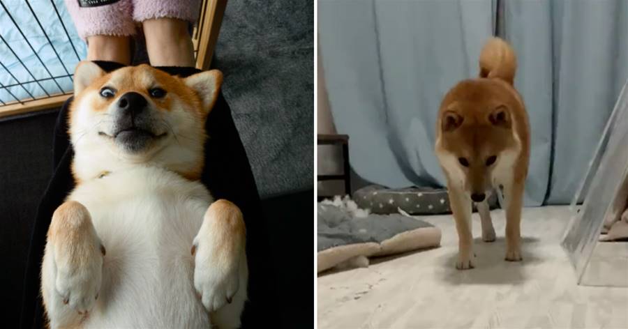 Shiba Inu nghịch ngợm cởi đệm ngồi ra, chủ nhân đang định mắng nhưng hành động của cậu bé quá dễ thương nên mềm lòng!