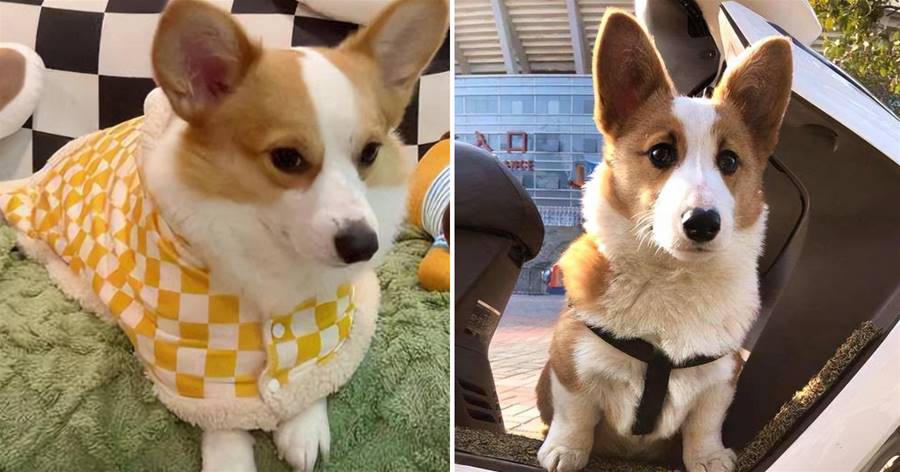 Tình yêu của Corgi dành cho chủ nhân được chia thành 6 cấp độ, và cuối cùng là "tình yêu đến tận xương tủy", hãy nhìn vào tình yêu của corgi dành cho bạn, ở cấp độ nào?