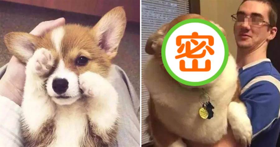 Tôi tặng bạn trai đường dài một chú Corgi bé nhỏ siêu đáng yêu, đến tháng 7 gặp lại thì bị chủ tát một cái: Cậu tưởng cậu đang nuôi lợn à?